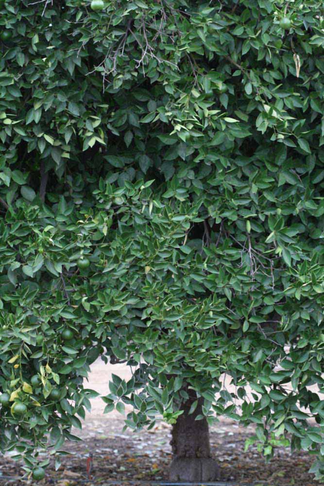            Habit (Riverside, CA)   